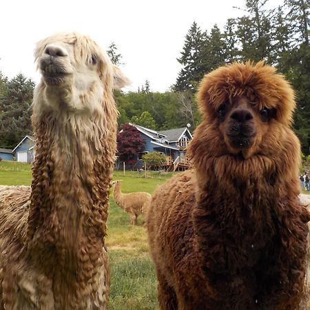 Oceanfront Studio/Loft: Alpacas, Oysters & Kayaks Shelton Dış mekan fotoğraf
