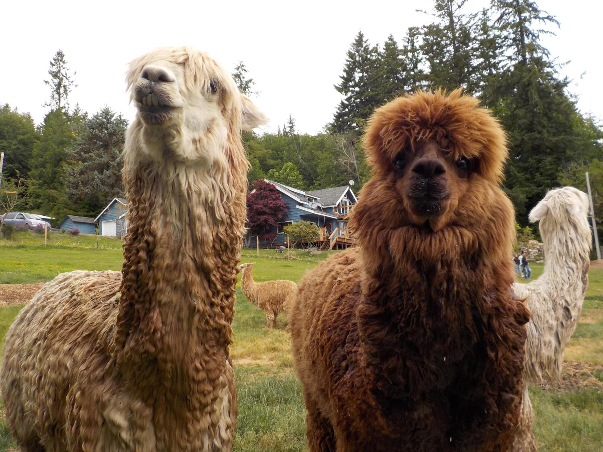 Oceanfront Studio/Loft: Alpacas, Oysters & Kayaks Shelton Dış mekan fotoğraf